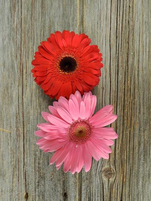 VALENTINE DAY PACK- RED, WHITE & PINKS  SEASONAL GERBERA